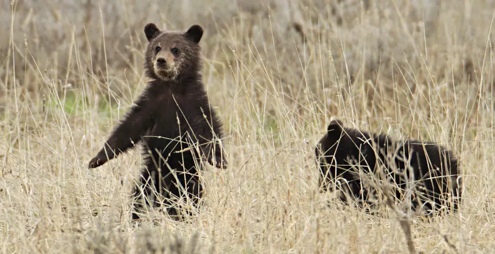 National Park Service Looking for Alternative Methods to Reintroduce Grizzly Bears to the North Cascades