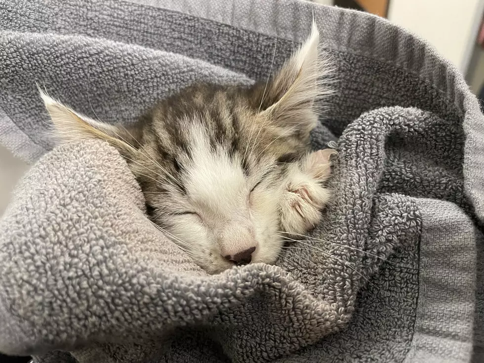 Kitten Rescued From Dumpster, Suspect Faces Animal Cruelty Charges