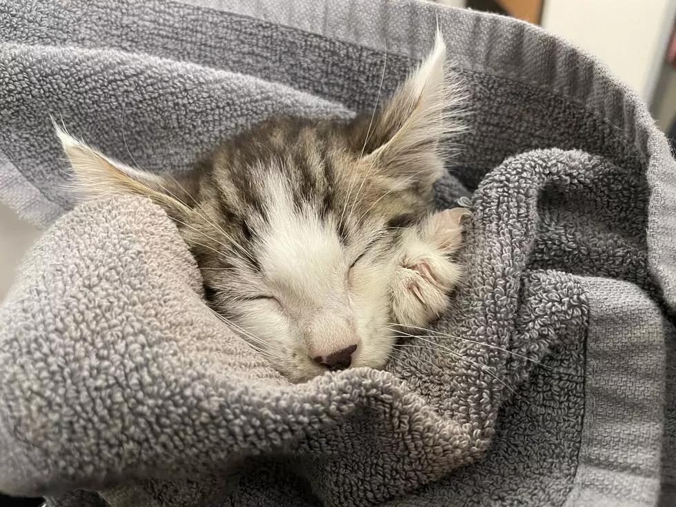 Despite allergy, Bradenton Police Officer rescues kitten