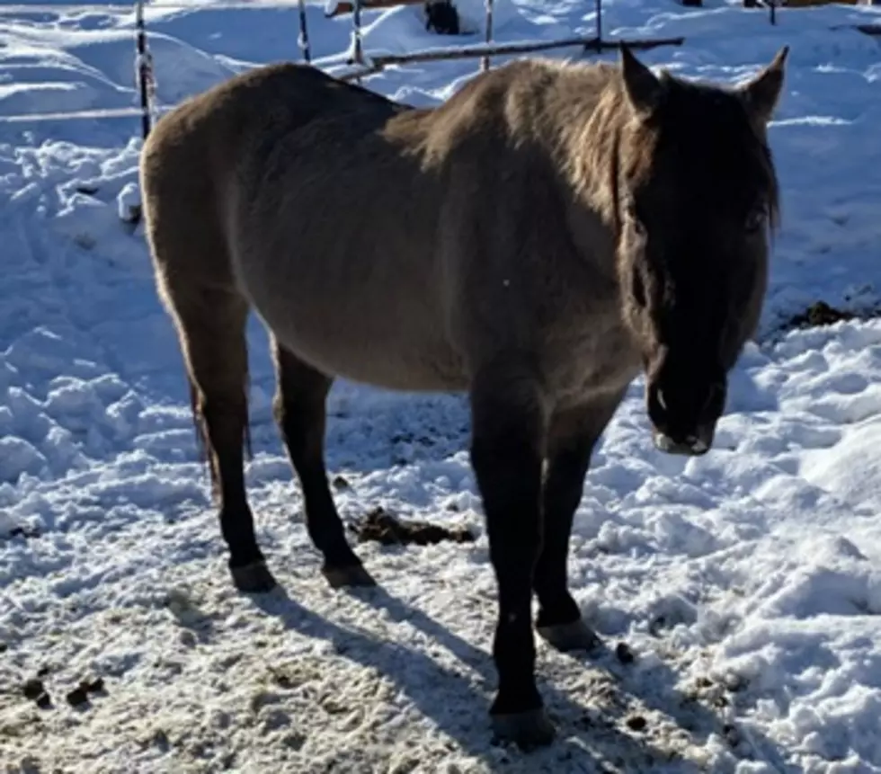 Animal Cruelty Cases On The Rise Due to Early, Heavy Snowfall