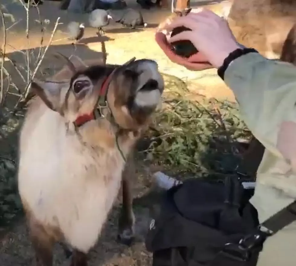 Leavenworth Reindeer Farm to build largest viewing projection dome on the West Coast