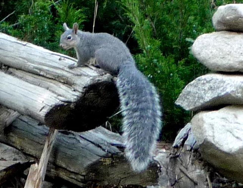 Efforts Underway To Protect Threatened Squirrel