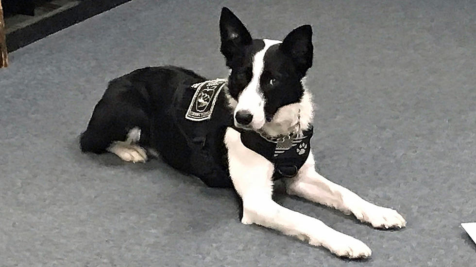 Regional Jail K9 to Visit Schools, May Conduct Searches If Needed