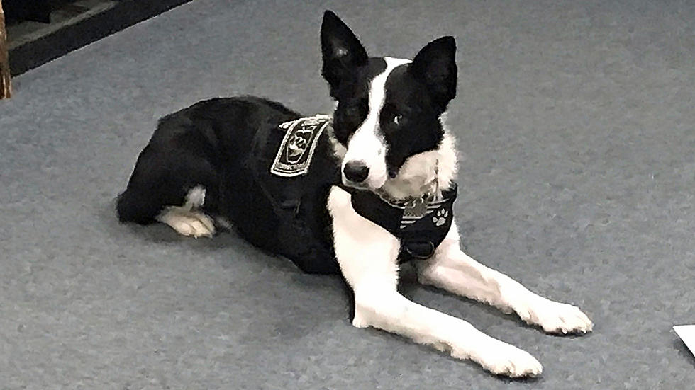 Chelan Regional Jail K9 May Search School Lockers