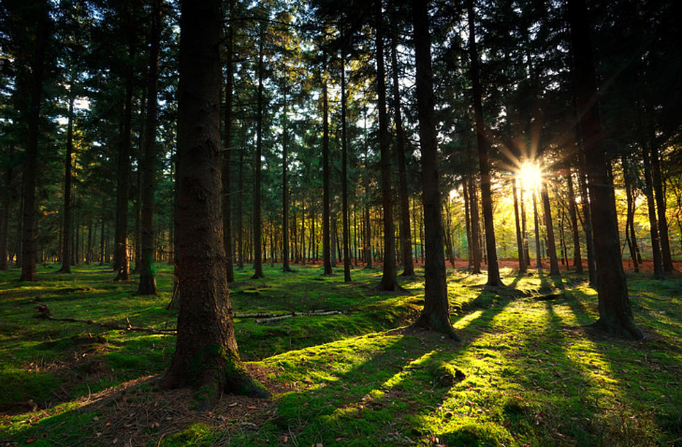 Chelan Co. Commissioners Weighing Options for Regulation of Lake Wenatchee Community Forest