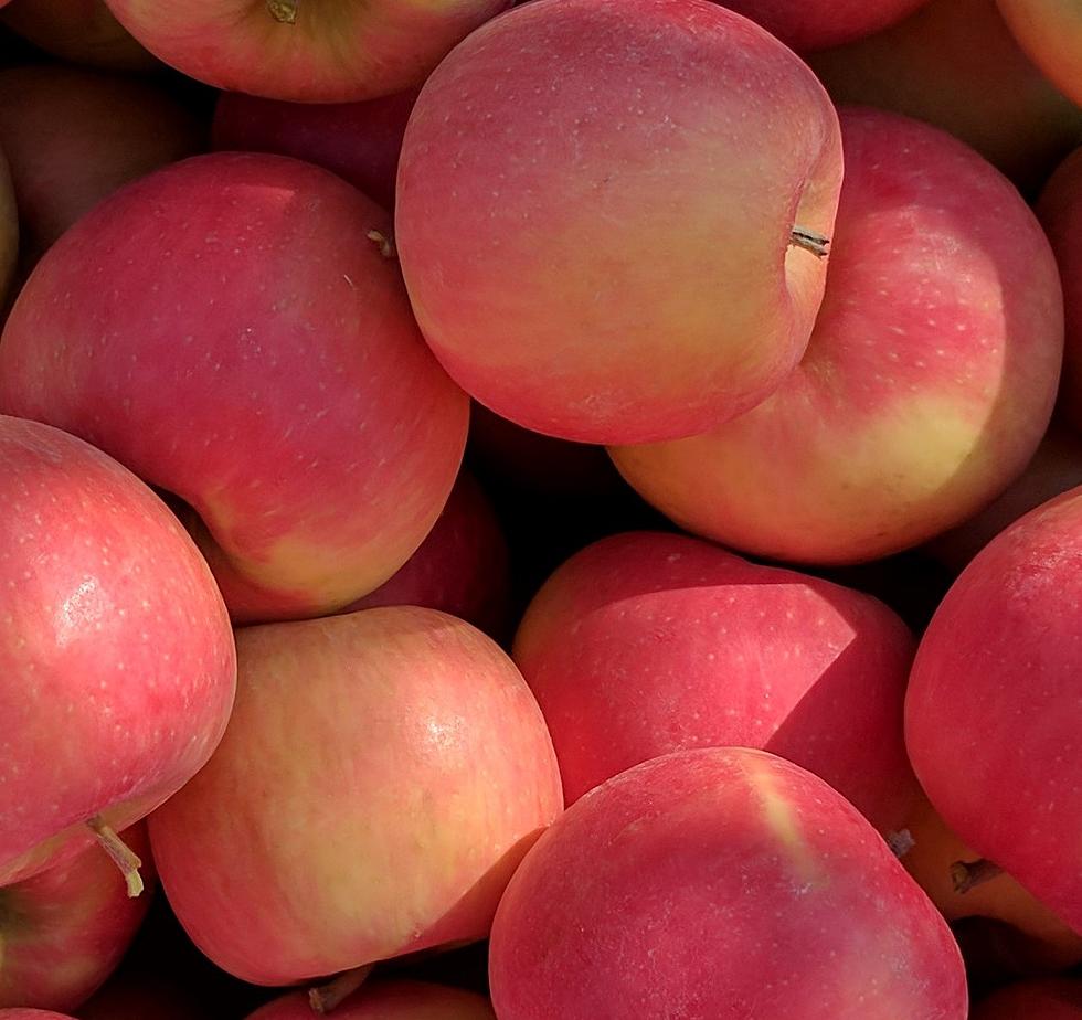 WSU Tree Fruit Research and Extension Center Discover New Apple Variety