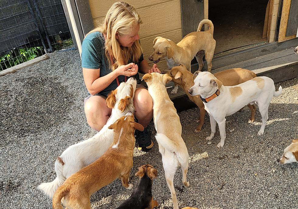 Cashmere Animal Rescue Caring For Dogs After Devastating Fire 