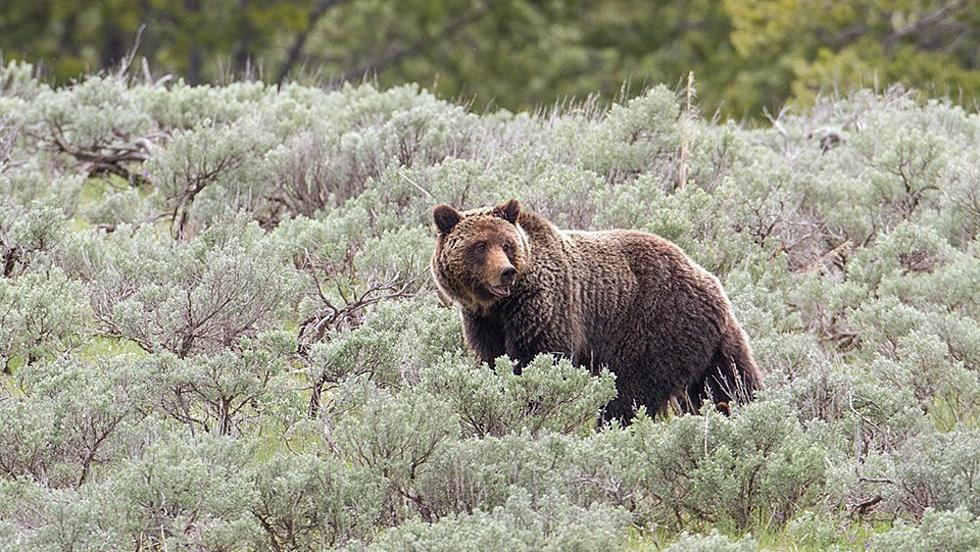 Public Meeting Being Held Regarding Re-Introducing Grizzly Bears to N Cascades