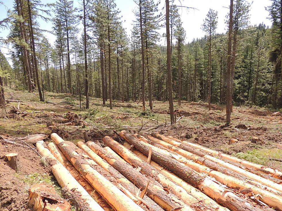 Firewood Permits Available For Forest Land Near Wenatchee