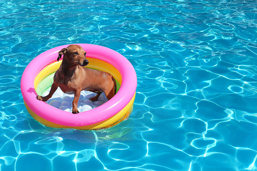 Annual Doggie Paddle Swim Happening This Weekend