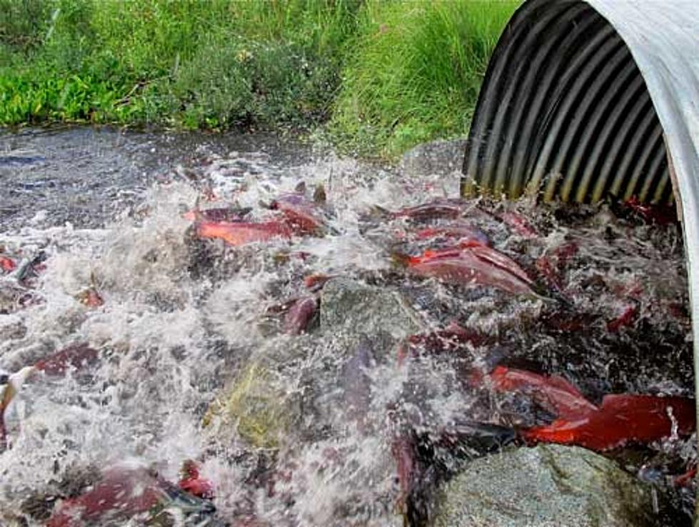 Chelan County Receives $744K For Salmon Habitat Improvements