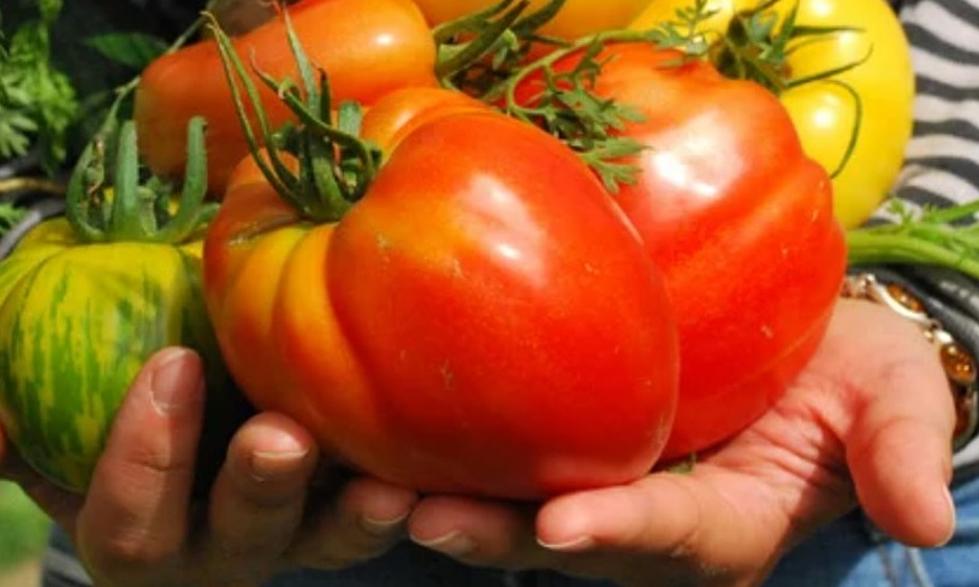 Master Gardeners Holding 13th Annual Tomato Gala