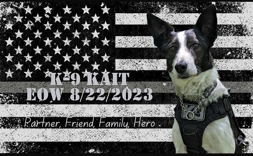 Memorial Service For K9 Kait, Chelan County Jail’s Narcotics Dog