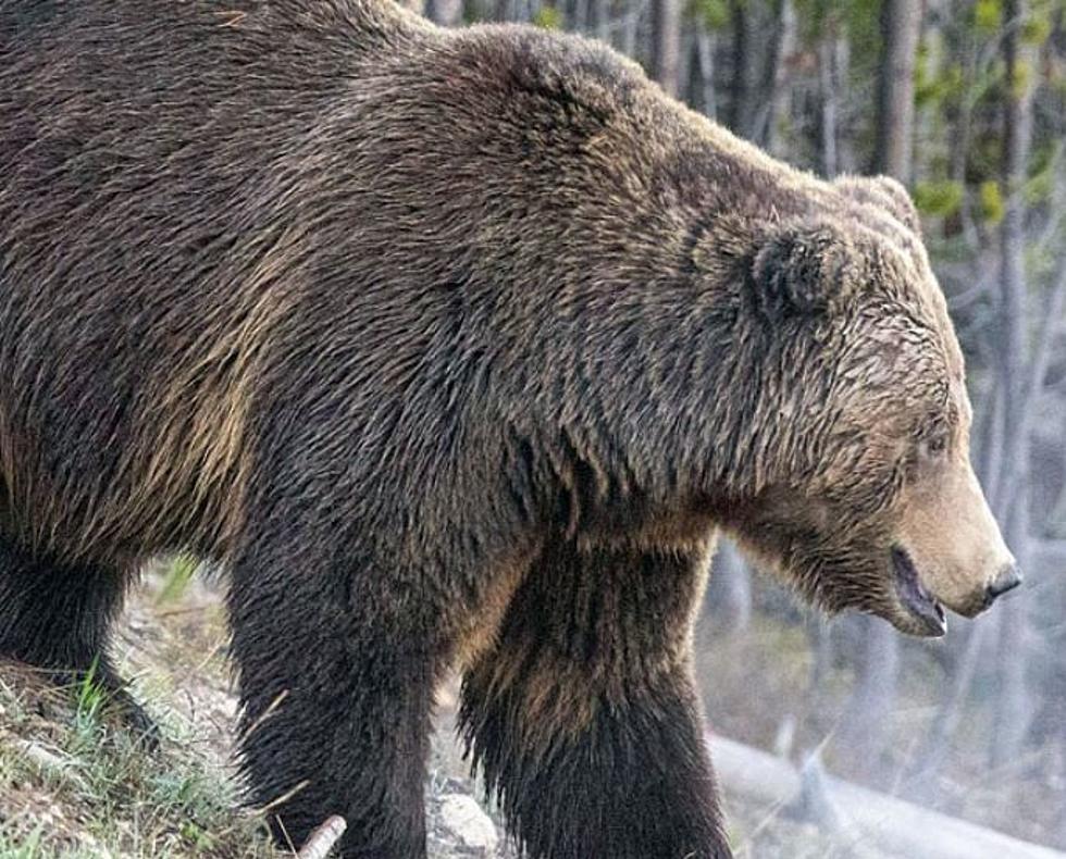 Rep. Newhouse Files Bill To Block Grizzly Bear Reintroduction
