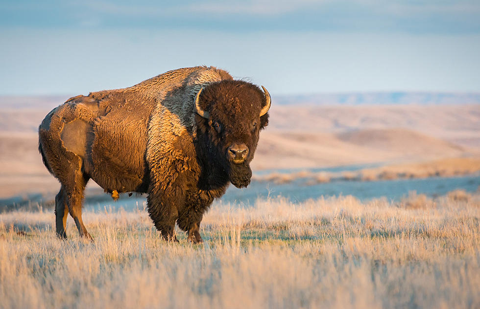 Over Two Dozen Bison Released On Colville Reservation