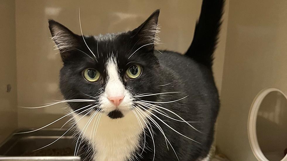 The Wenatchee Humane Society Pet of the Week is Mittens the cat