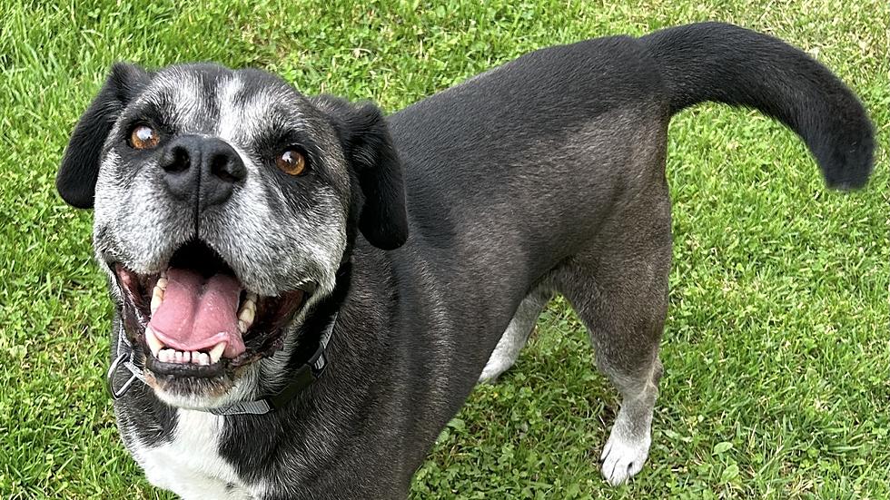 Meet Wally, Wenatchee Humane Society Pet of the Week