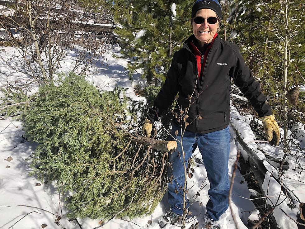 Okanogan Wenatchee National Forest Allows Christmas Tree Cutting