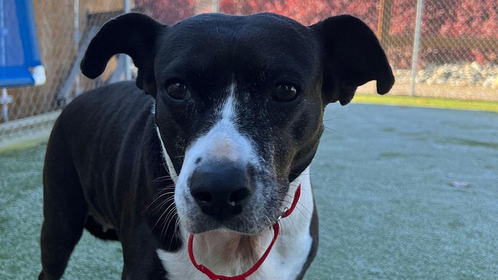 Rosie is the Wenatchee Humane Society Pet of the Week