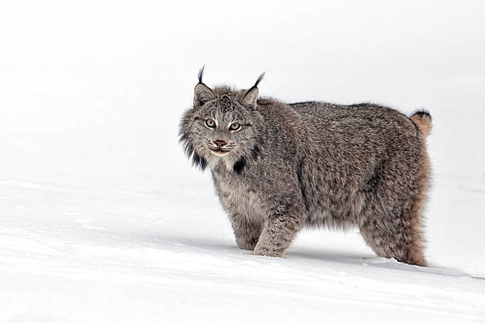 Recovery Plan Proposed For WA’s Endangered Canada Lynx Population