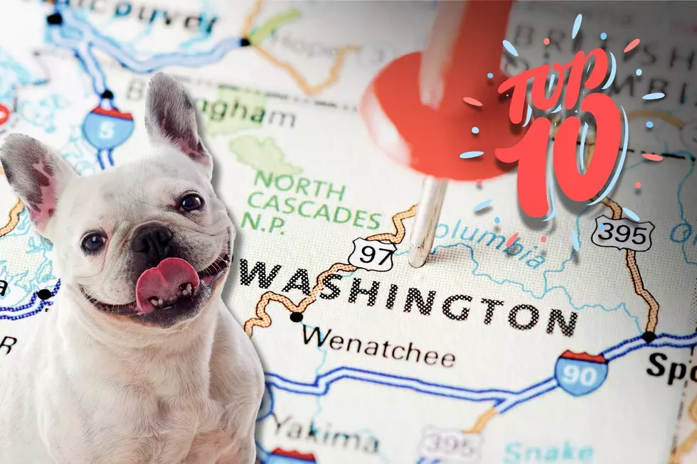 Is Your Pooch One Of Washington&#8217;s Top 10 Dog Breeds?
