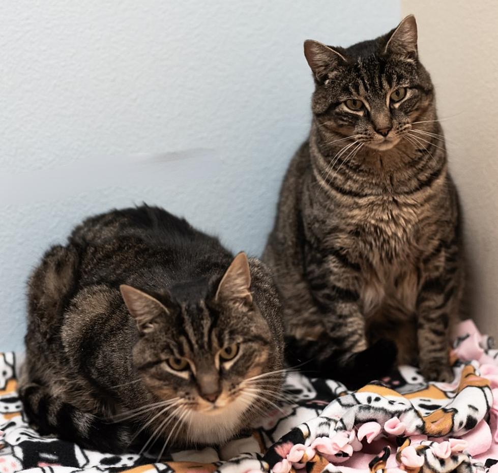 Finn & Berry, the Wenatchee Humane Society Pets of the Week
