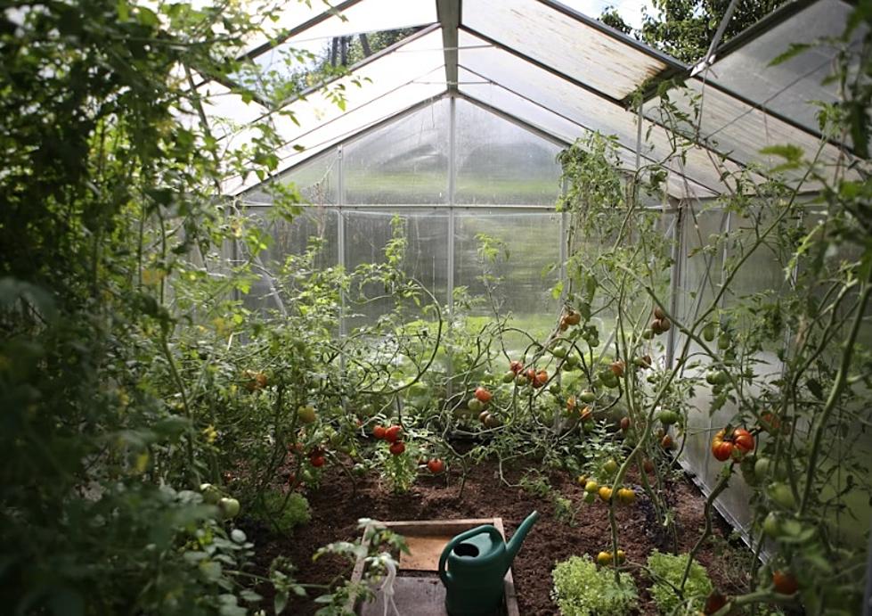 Senate Bill Seeks To Ease Restrictions On Greenhouses