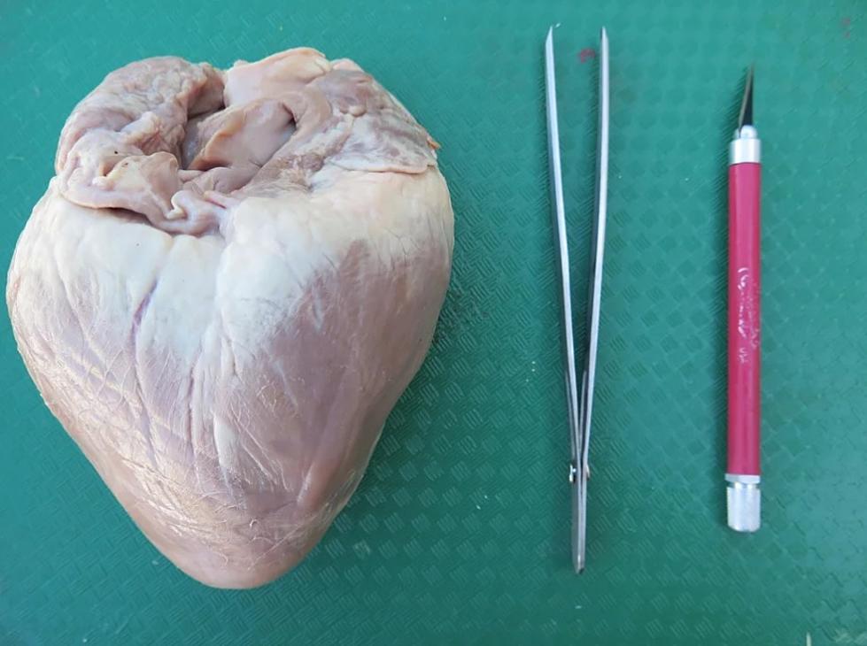 Museum Workshop Lets Students Dissect Real Hearts