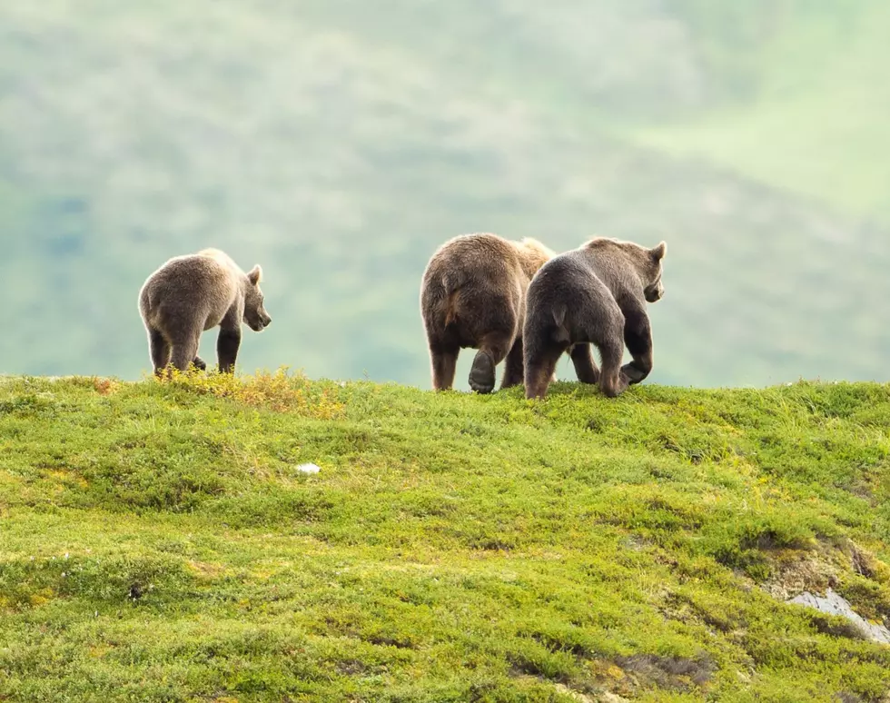Grizzly Bears Officially Returning To Washington Cascades