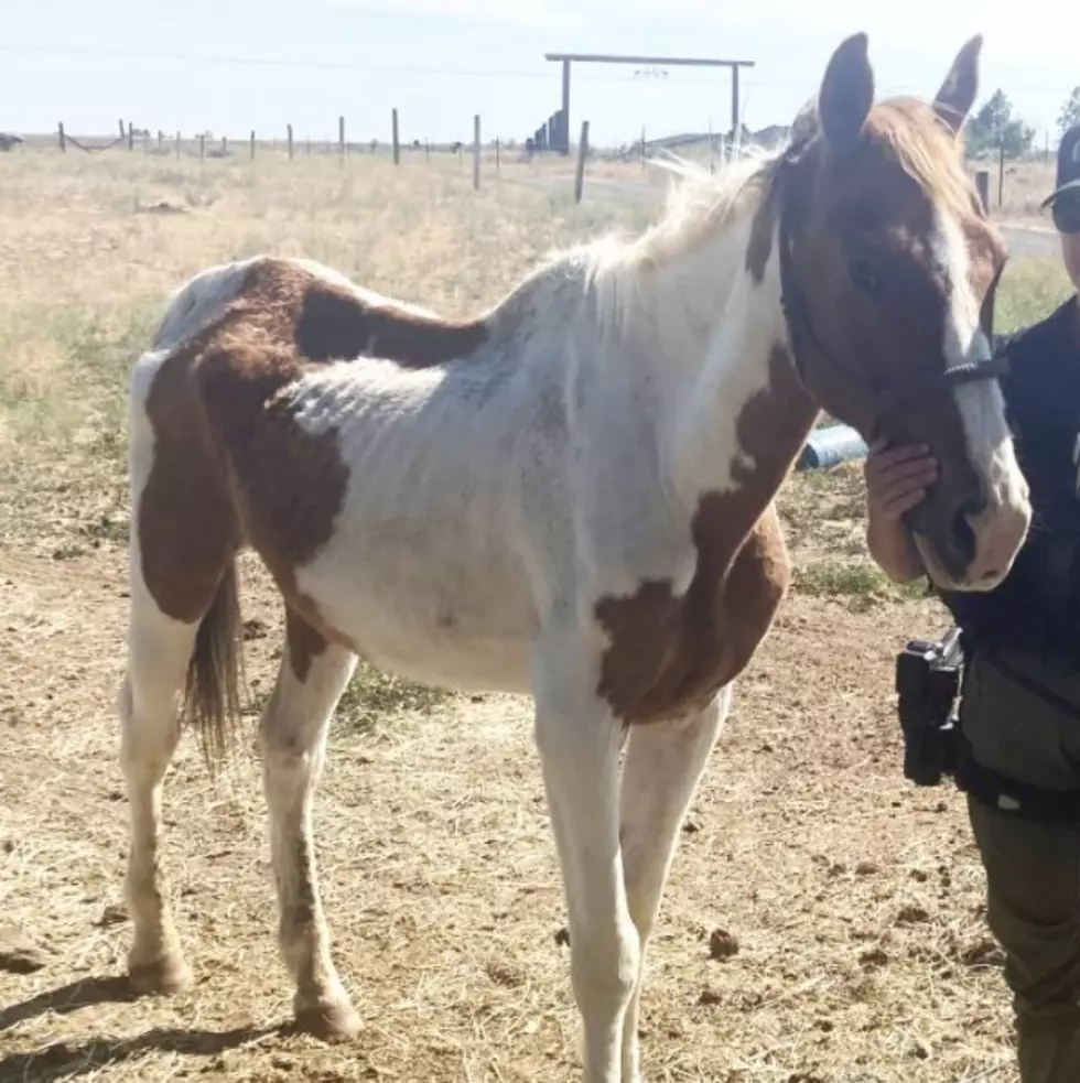 Police Seek Cruelty Charges After Moses Lake Horse Is Euthanized
