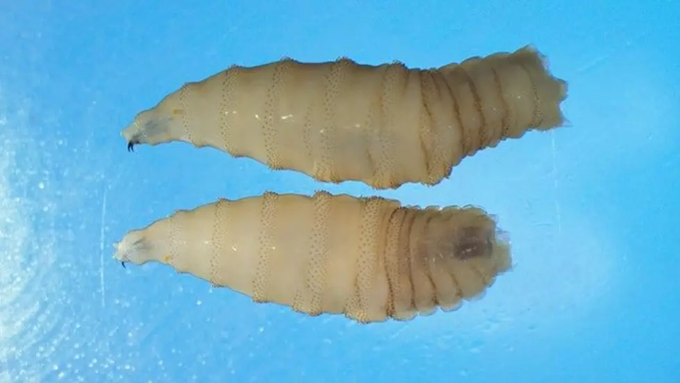 The NWS maggots screw their way into flesh after hatching. Image provided by CDC