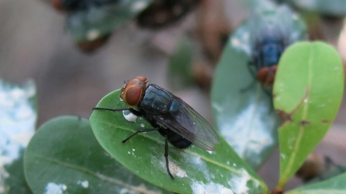 What Are The Risks Of New World Screwworm In The U.S.?