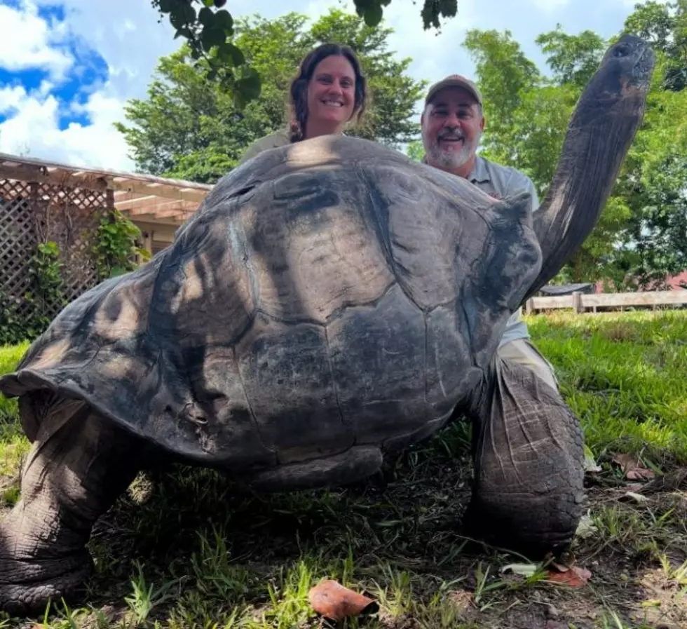 A happy tortoise shows off his skills at the Reptile Zoo in Monroe, Wash. (photo credit: Facebook)
