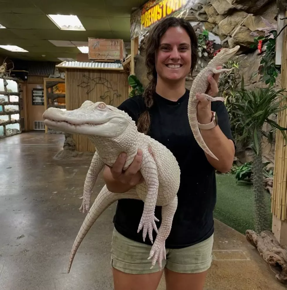 April Jackson of The Reptile Zoo in Monroe, Wash. shows off the facility's two albino alligators (photo credit: Facebook)