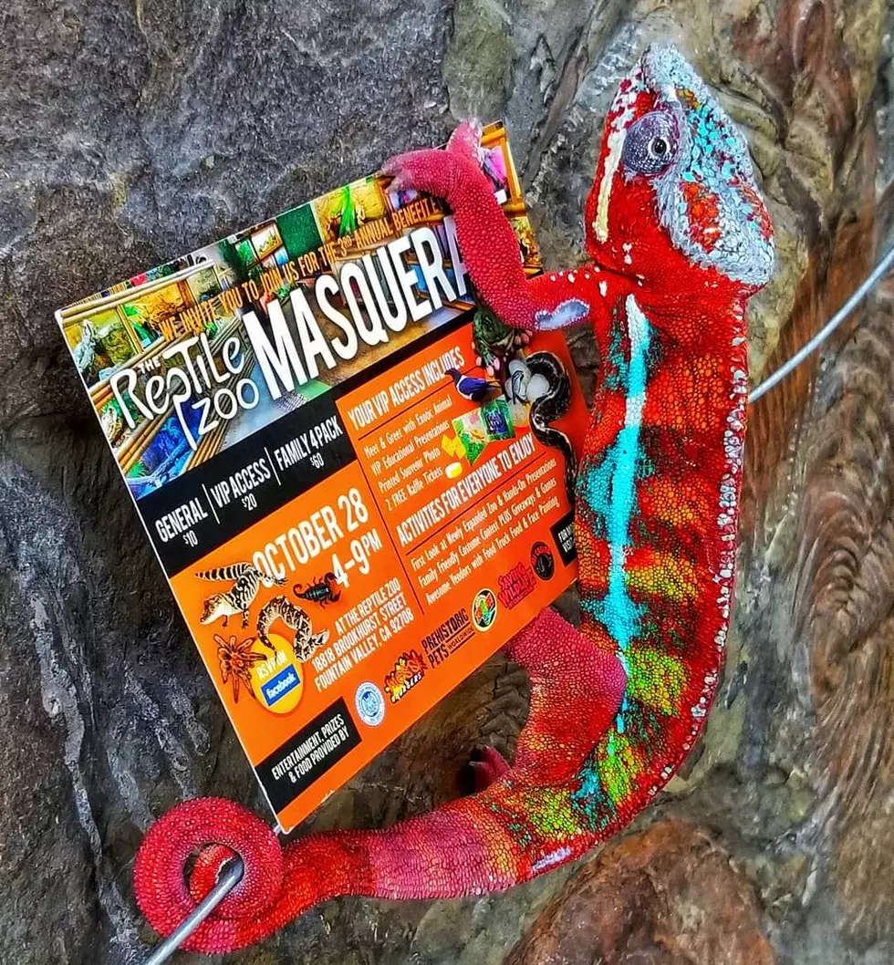 Diablo the chameleon poses with a promotional poster encouraging the public to visit him at The Reptile Zoo in Monroe, Wash. (photo credit: Facebook)
