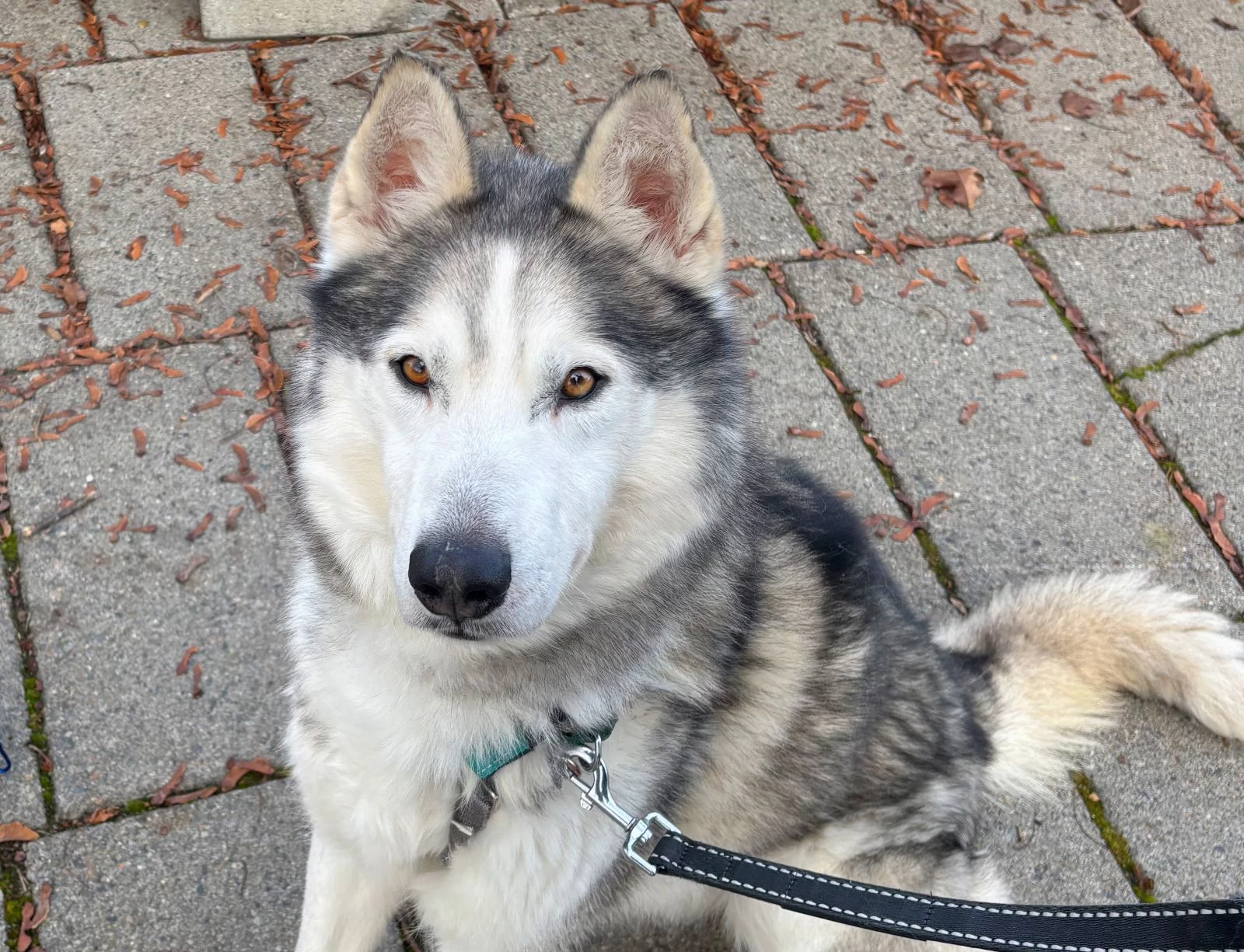 Why LOKI The Siberian Husky Is The Perfect Family Pet