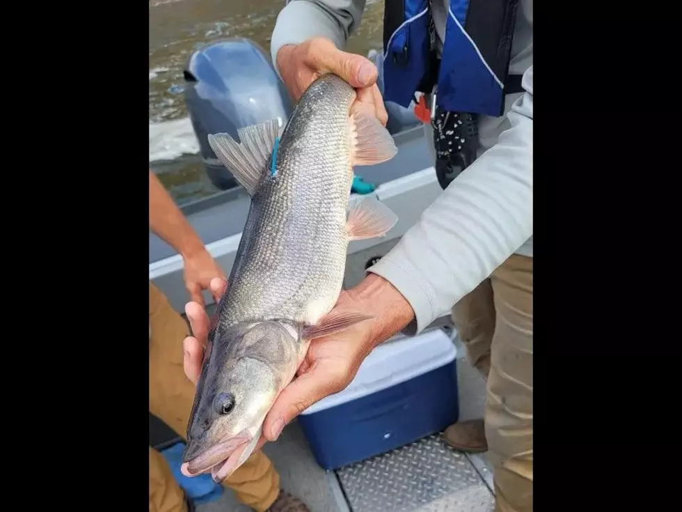Northern pikeminnow WDFW