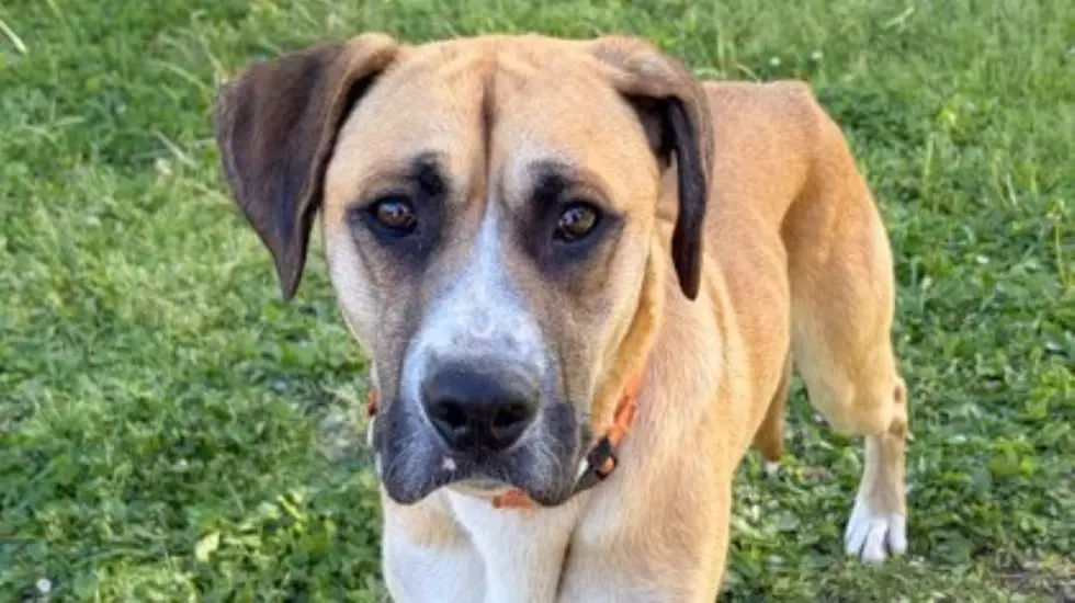Maui Is Available For Adoption At Wenatchee Humane Society