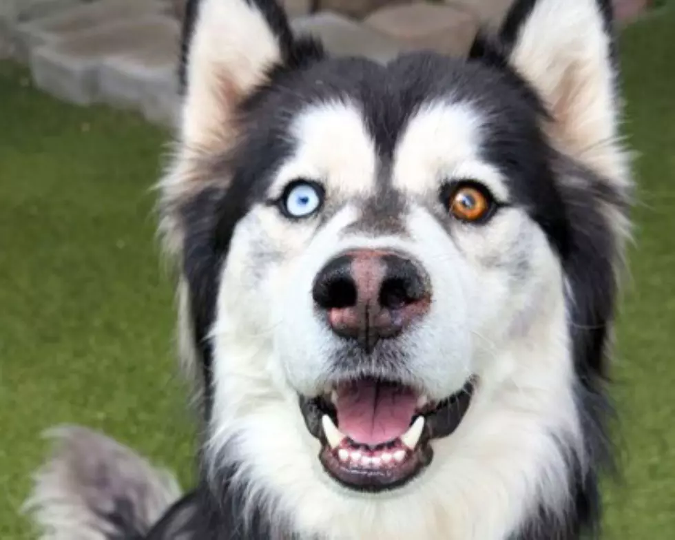 Wookie: The Pet of the Week in Wenatchee