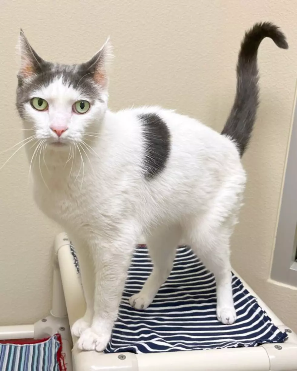Meet Otis at Wenatchee Humane Society shelter