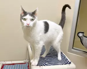 Meet Otis, A Laid-back Cat Looking For A Home In Wenatchee
