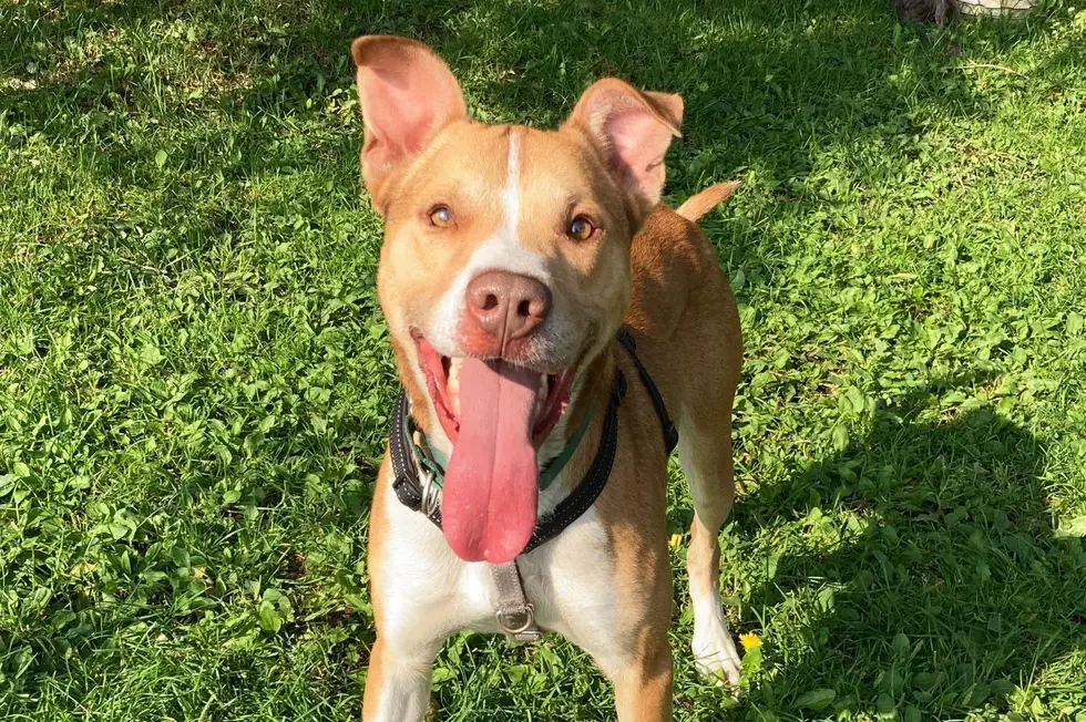 Dawson, Big Dog With A Big Heart, Needs His Forever Home In Wenatchee