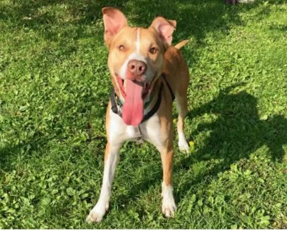 Dawson is waiting for adoption at WVHS