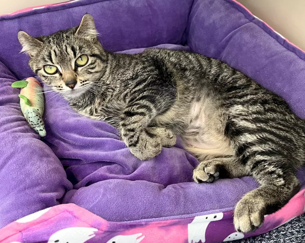 BUFFY The Cat With Unusual Condition Waiting For Home In Wenatchee