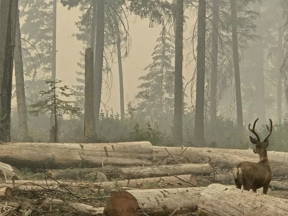 Entiat Valley Fire Assessment Confirms 35 Structures Lost, 15 Homes Among Them