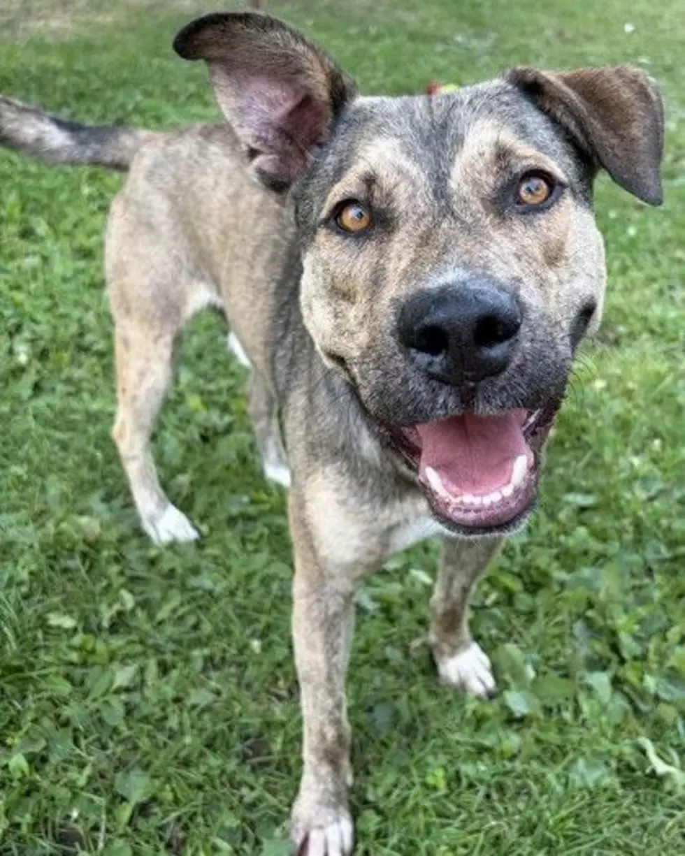 Bandit is waiting for adoption at WVHS