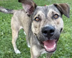 Bandit At Wenatchee Valley Humane Society Needs A Patient Home