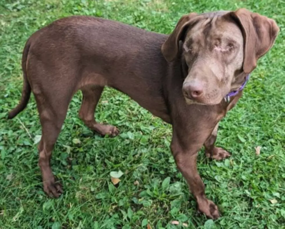 Anne Bonny’s Blindness Won’t Stop This Playful Pup From Finding Family