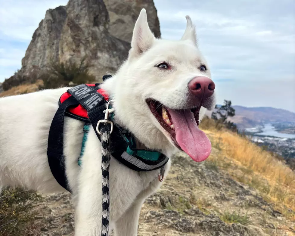 Zoey The Adventurer Is Waiting At Wenatchee Humane Society