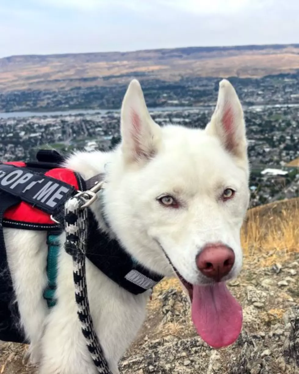Zoey is the pet of the week Image: WVHS